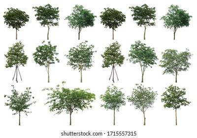 1,084 Dicut tree Images, Stock Photos & Vectors | Shutterstock