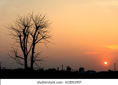The tree died in the evening sky at sunset time.