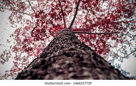 A tree with different perspective