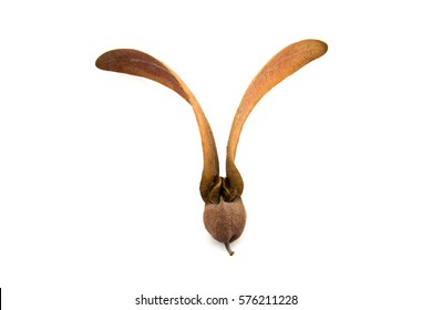 Tree Dipterocarpus Alatus Roxb Isolated On Stock Photo 576211228 ...