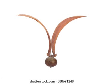 Dipterocarpus Alatus Flying Seed Dipterocarpus Tree Stock Photo (Edit ...