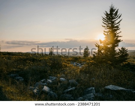 Tree in Dolly Sods during Golden Hour