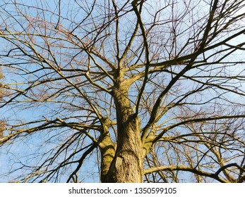 Tree from down