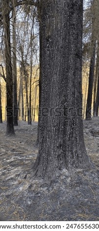 A tree drenched in the ashes of foolishness 