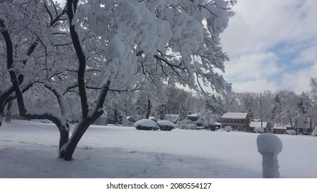 A Tree Dressed In All White After A Heavy Snowfall.