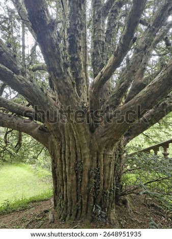 Tree at Drumlanrig castle grounds