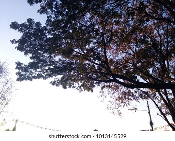 tree  Dry tree branch  sky