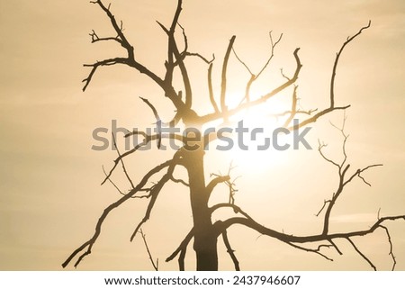 Tree dry branches bare drought change climate climatic sun backlight piercing hot muggy big characteristic landscape panorama nature natural naturalistic 