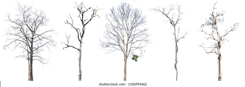 Tree dry set, on white background and clipping path. - Shutterstock ID 1106993462
