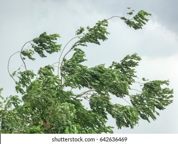 Tree During Heavy Wind