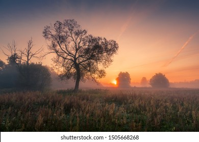 A tree during a misty sunrise near Piaseczno