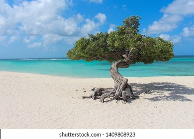 Tree At Eagle Beach Aruba