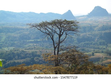 A Tree In East Java Bojonegoro