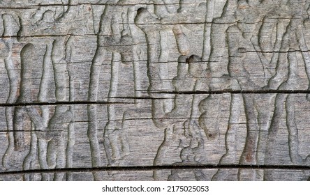 2,116 Wood Eating Beetles Images, Stock Photos & Vectors | Shutterstock