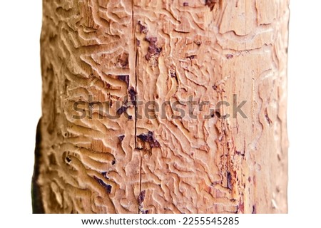 A tree eaten by a bark beetle, isolated on a white background