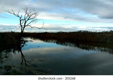 Tree at the edge
