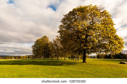 Tree In Ekeberg Park