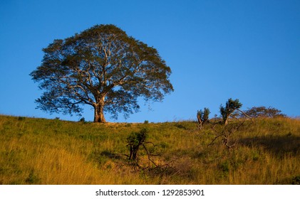 Tree In Esperanza, Nosara, Costa Rica