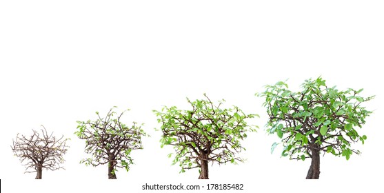 Tree Evolution