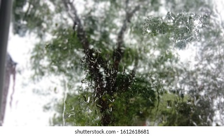 a tree exposed to rain - Shutterstock ID 1612618681