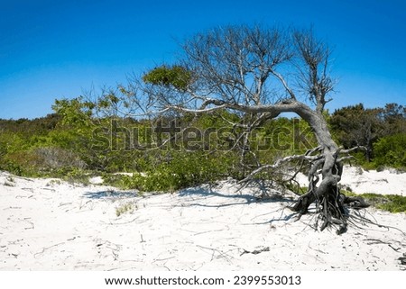 Tree with exposed roots in a sandy area under a clear blue sky at Assateague Island National Seashore, Maryland