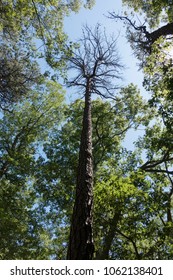 Tree facade looking up