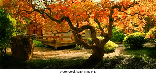 A tree in Fall colors gracing the garden area of a Japanese tea house.