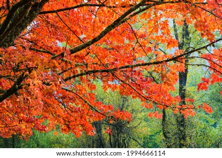 A tree in fall with red leaves stands in complimentary contrast to a background of green foliage