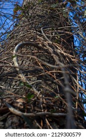 Tree In Fall With Vines Wrapping Around.