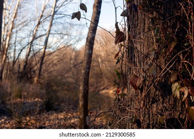 Tree In Fall With Vines Wrapping Around.