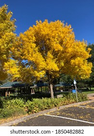 Tree in Fall With Yellow Leaves