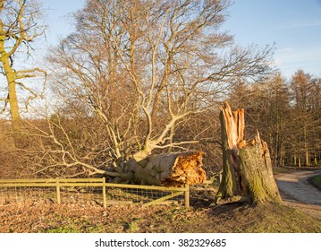 A Tree Fallen Across A Fence After A Storm.