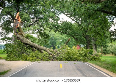 Tree Fallen Across A Road