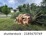 Tree fallen down during a thunderstorm, shallow focus on tree in foreground