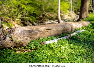 Tree Fallen in Forest 