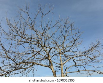 Tree With Fallen Leaf Or Unhealthy Tree