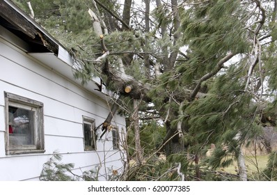 Tree Fallen On A House Caused Tornado And Wind Storm Roof Damage