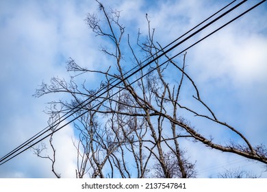 Tree Fallen On Power And Communication Line After The Storm