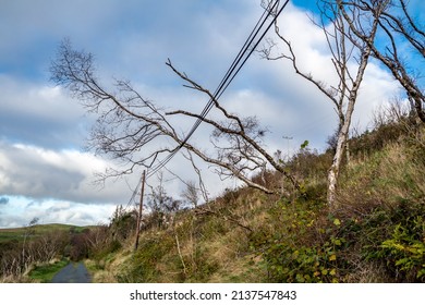 Tree Fallen On Power And Communication Line After The Storm