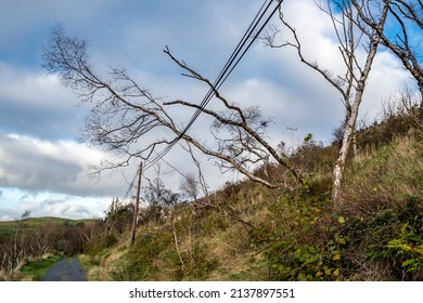 Tree Fallen On Power And Communication Line After The Storm