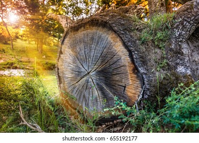 Tree fallen on the trail