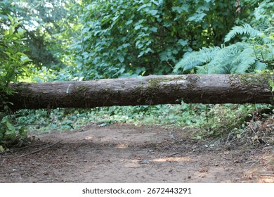 Tree fallen over the hiking path