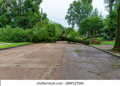 Tree Fallen From Storm Damage, Blocking A Neighborhood Road