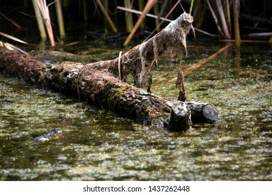 Tree Fallen in the Swamp