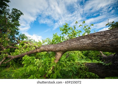 Tree Falling