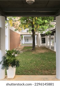 A Tree and Falling Flowers