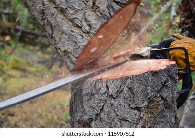 A tree falling in the forest while being cut with a chainsaw