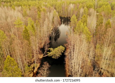 
Tree falling into the river