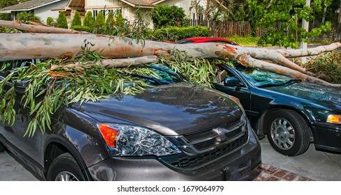 Tree falls on cars smashing them into a total loss. - Shutterstock ID 1679064979
