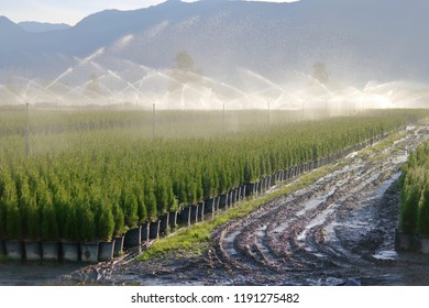 A tree farm and a barrage of water sprinklers saturating the land demonstrates how poor irrigation practices waste water. 